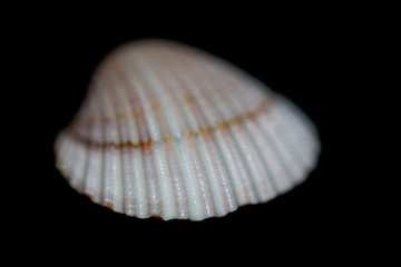 Blurred seashell on black background