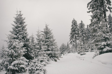 Skiing in Jeseniky mountains, typical misty weather on the top