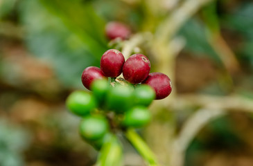 Pie de Montre coffee