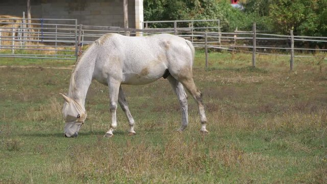 White horse with a mask for eye protection eating hay in farm field. Slow motion