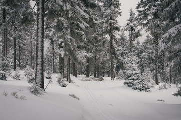 Skiing in Jeseniky mountains, typical misty weather on the top