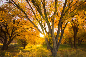 Obraz premium Autumn in Capitol Reef