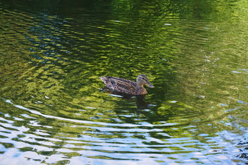 duck in the pond