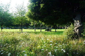 flowers in the park