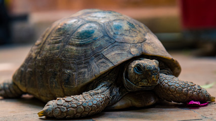 Turtle, but not ninja