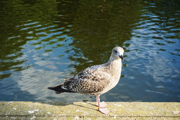 seagull on the wall