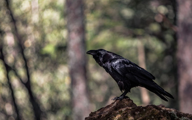 Crow