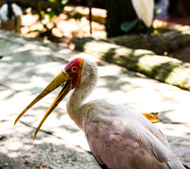 Undefined tropical bird, Kuala Lumpur Bird Park, Malaysia