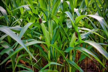 Beautiful a green corn  field view, before harvest and blue sky