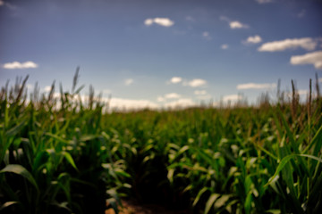 Beautiful a green corn  field view, before harvest and blue sky