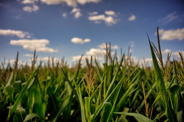 Obraz premium Beautiful a green corn field view, before harvest and blue sky