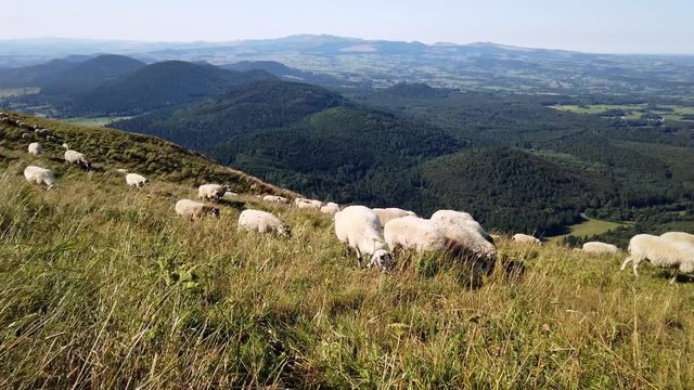 Troupeau de moutons en train de pa&icirc;tre sur le Puy de D&ocirc;me
