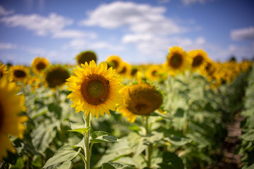 Gorgeous natural Sunflower  landscape, blooming sunflowers agricultural field, cloudy blue sky