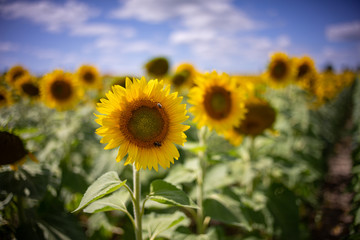 Gorgeous natural Sunflower  landscape, blooming sunflowers agricultural field, cloudy blue sky