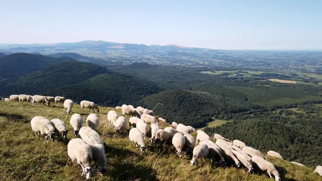 Troupeau de moutons en train de pa&icirc;tre sur le Puy de D&ocirc;me