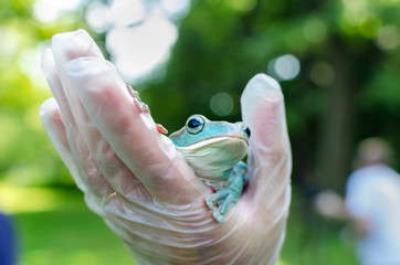 Rhacophorus Feae (The Leonardo Fea) is sitting on gloved hands. Frog is going to jump. Exotic pet...