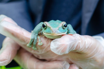 Rhacophorus Feae (The Leonardo Fea) is sitting on gloved hands. Frog is going to jump. Exotic pet...
