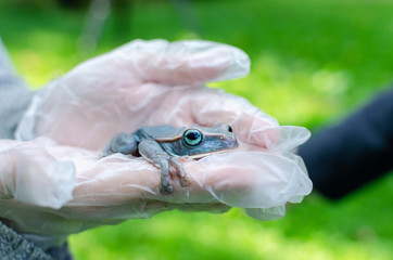 Rhacophorus Feae (The Leonardo Fea) is sitting on gloved hands. Frog is going to jump. Exotic pet...