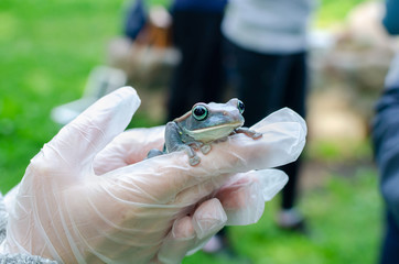 Rhacophorus Feae (The Leonardo Fea) is sitting on gloved hands. Frog is going to jump. Exotic pet...