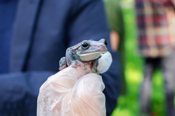 Rhacophorus Feae (The Leonardo Fea) is sitting on gloved hands. Frog is going to jump. Exotic pet...