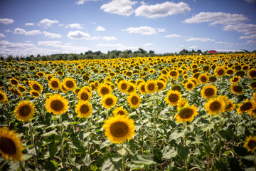 Gorgeous natural Sunflower  landscape, blooming sunflowers agricultural field, cloudy blue sky