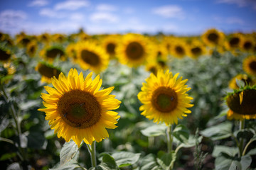 Fototapeta premium Gorgeous natural Sunflower landscape, blooming sunflowers agricultural field, cloudy blue sky