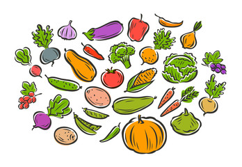 Vegetables set isolated on white background. Vector illustration