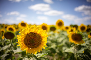 Fototapeta premium Gorgeous natural Sunflower landscape, blooming sunflowers agricultural field, cloudy blue sky