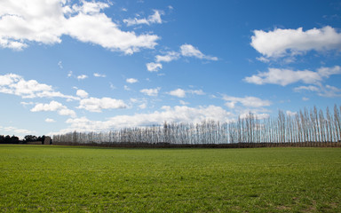 A line of tall poplars divides a farm field with green grass and a blue cloudy sky