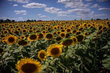 Obraz premium Gorgeous natural Sunflower landscape, blooming sunflowers agricultural field, cloudy blue sky
