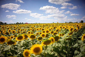 Naklejka premium Gorgeous natural Sunflower landscape, blooming sunflowers agricultural field, cloudy blue sky