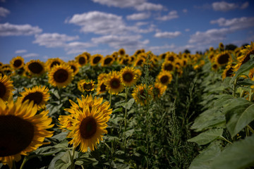 Fototapeta premium Gorgeous natural Sunflower landscape, blooming sunflowers agricultural field, cloudy blue sky