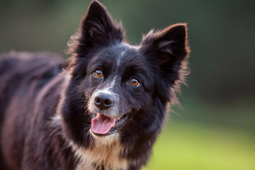 A Portrait of a cute Border Collie