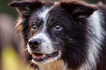 A Portrait of a cute Border Collie