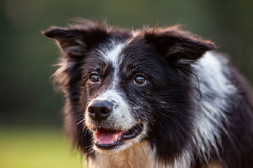 A Portrait of a cute Border Collie