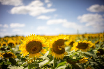 Fototapeta premium Gorgeous natural Sunflower landscape, blooming sunflowers agricultural field, cloudy blue sky