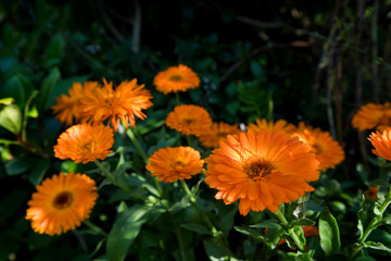 Orange Calendula