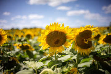 Fototapeta premium Gorgeous natural Sunflower landscape, blooming sunflowers agricultural field, cloudy blue sky