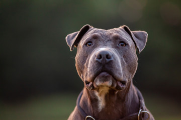 Pitbull dog portrait with collar on grass background