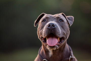 Pitbull dog portrait with collar on grass background