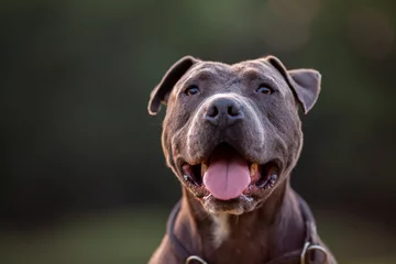 Foto op Aluminium Pitbull dog portrait with collar on grass background © filmbildfabrik