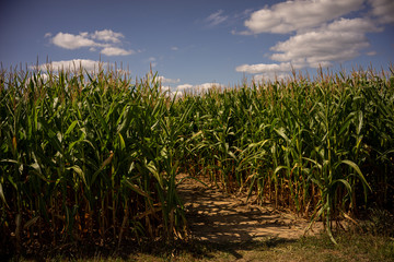 Obraz premium Beautiful a green corn field view, before harvest and blue sky