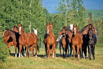 Herd of Arabian Horses in a summer meadow.