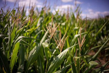 Naklejka premium Beautiful a green corn field view, before harvest and blue sky