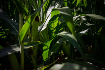 Beautiful a green corn  field view, before harvest and blue sky