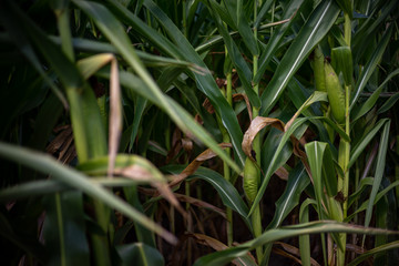 Beautiful a green corn  field view, before harvest and blue sky