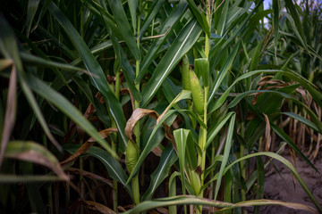 Obraz premium Beautiful a green corn field view, before harvest and blue sky