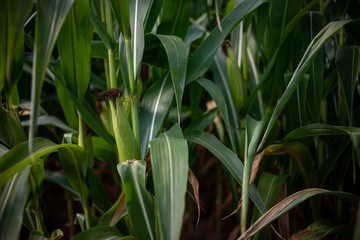 Beautiful a green corn  field view, before harvest and blue sky