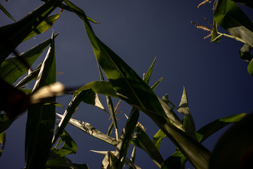 Obraz premium Beautiful a green corn field view, before harvest and blue sky