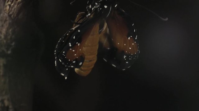 Queen butterfly inflating its wings 1337 8